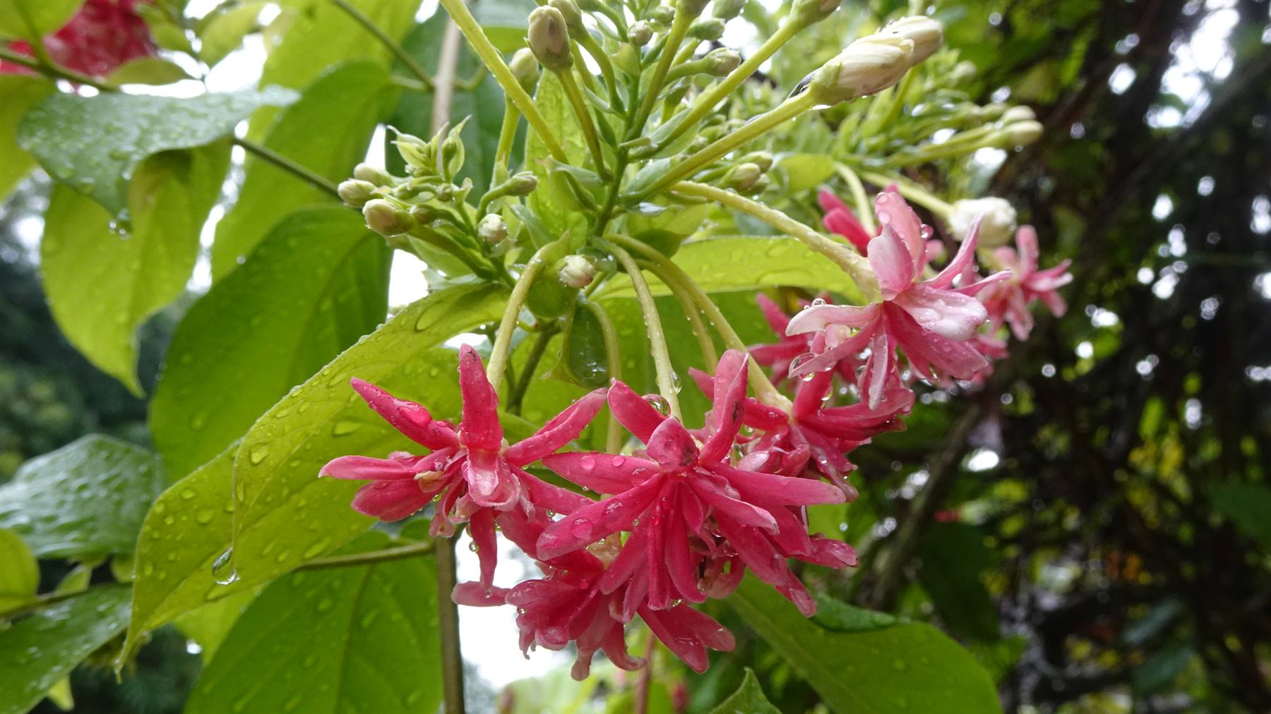 Fiori bagnati di rugiada: la natura ci accoglie con dolcezza.