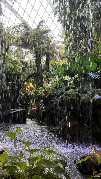 La foresta tropicale che piove dentro una sfera di vetro ?