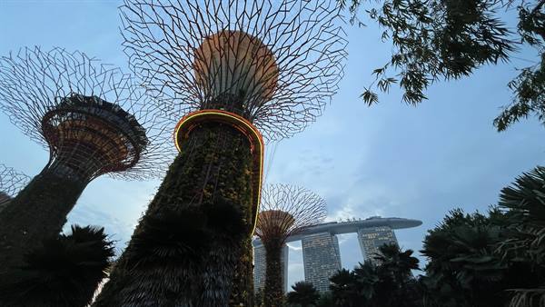I Supertree di Gardens by the Bay si illuminano al crepuscolo, incantati.