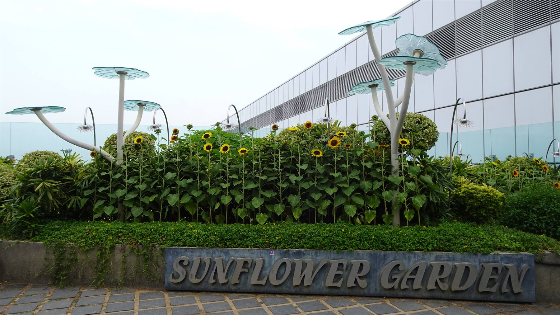 Girasoli che ci salutano al Sunflower Garden: un sorriso verde prima di partire.