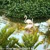 chavon: fenicotteri rosa REPUBBLICA DOMINICANA 