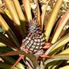chavon: ananas REPUBBLICA DOMINICANA 