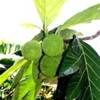 chavon: albero del pane REPUBBLICA DOMINICANA 