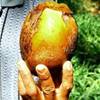 chavon: immancabile cocco REPUBBLICA DOMINICANA 