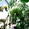 chavon: banane REPUBBLICA DOMINICANA 
