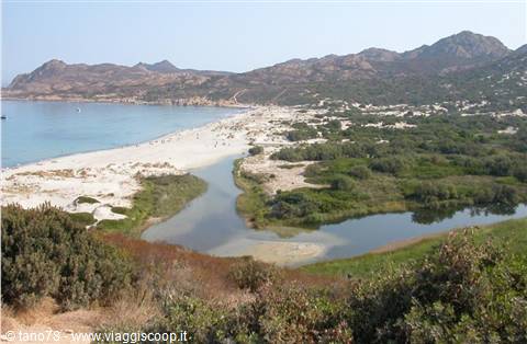 Ostrigoni