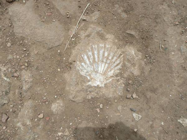 MORGANTINA - pietra da costruzione, conchiglifera