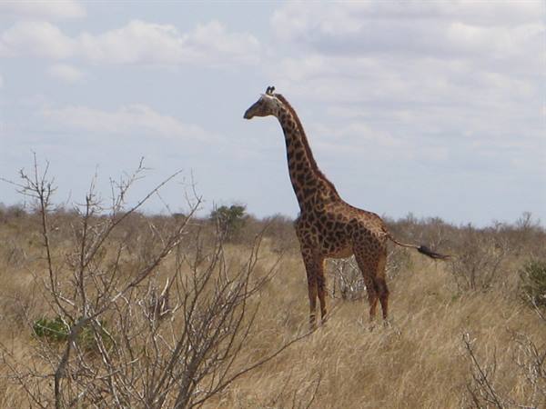 Giraffa - Parco Tsavo East