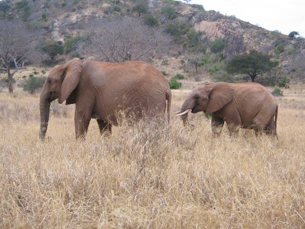 Elefanti - Parco Tsavo East