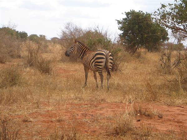Zebra - Parco Tsavo East