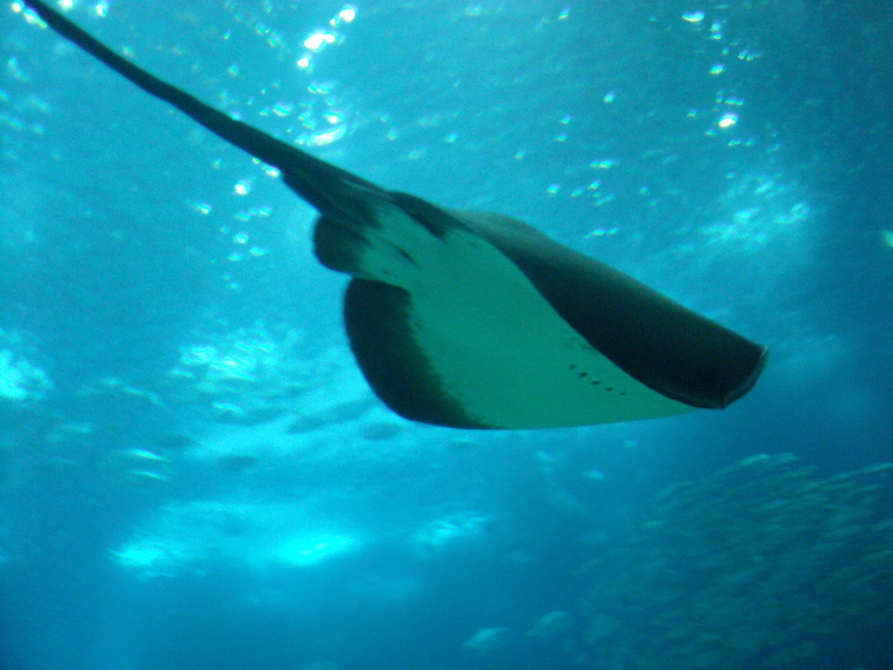 Manta-Oceanario-Lisbona