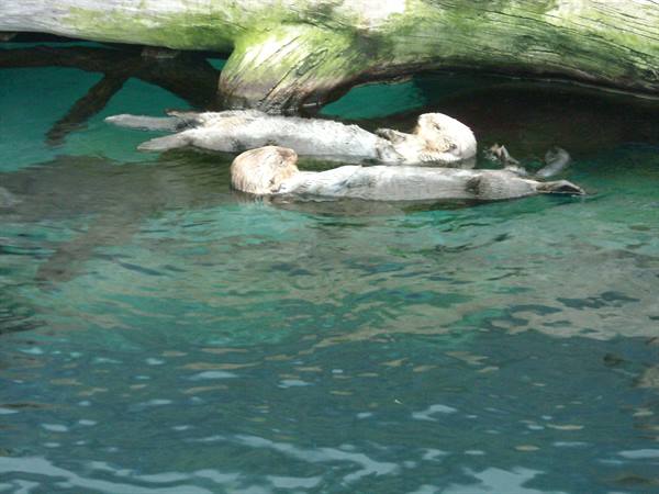 oceanario-Lontre