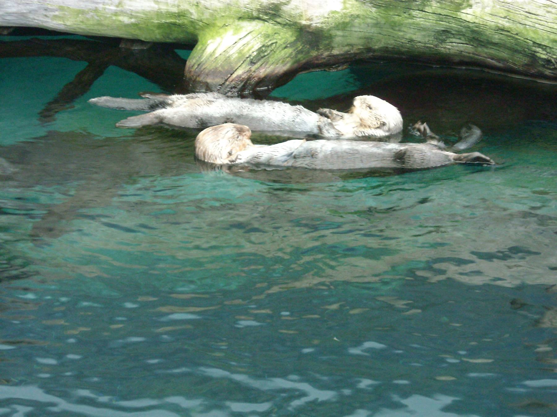 oceanario-Lontre