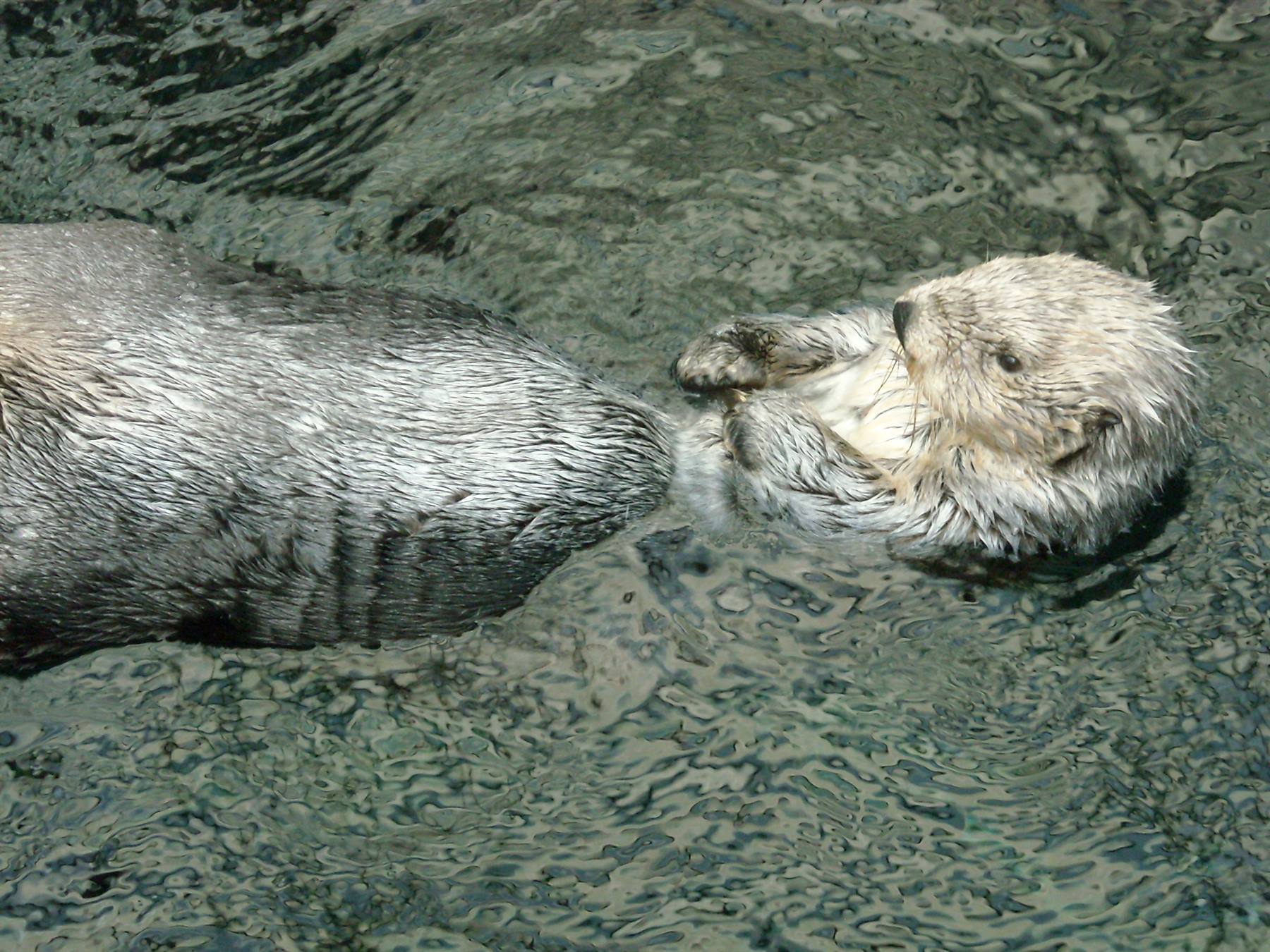 Lontra-Oceanario
