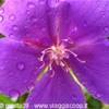 Thunbergia in fiore COSTA RICA 