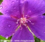 Thunbergia in fiore