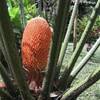 Cycas nana COSTA RICA 