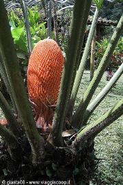 Cycas nana