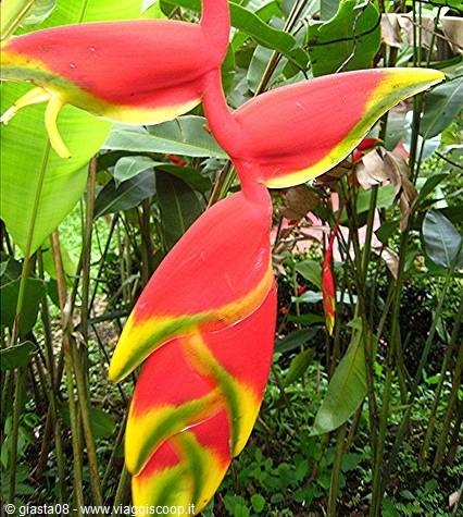 Heliconia