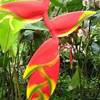 Heliconia COSTA RICA 