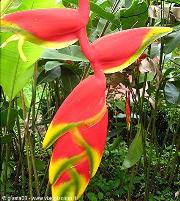 Heliconia