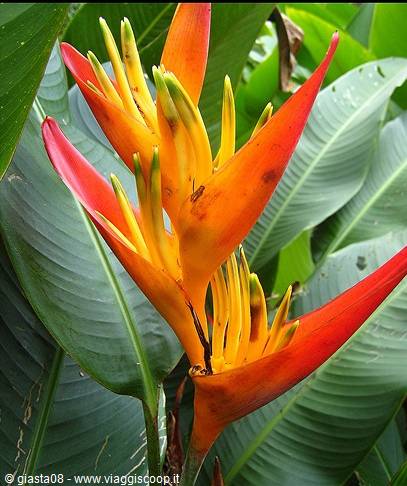 Heliconia Psittacorum