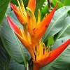 Heliconia Psittacorum COSTA RICA 