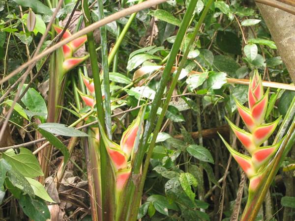 Heliconia in fiore