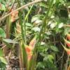 Heliconia in fiore COSTA RICA 