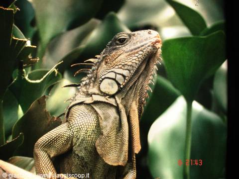 Iguana