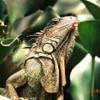 Iguana COSTA RICA 