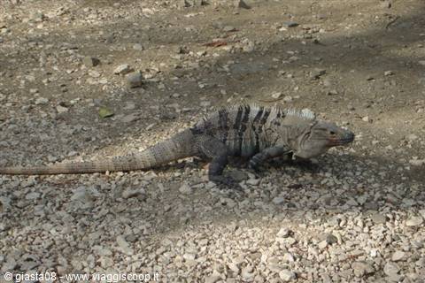 iguana nero