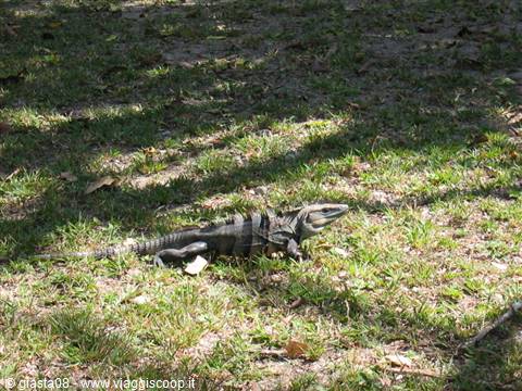 iguana nero 1