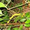 serpentello giallo COSTA RICA 