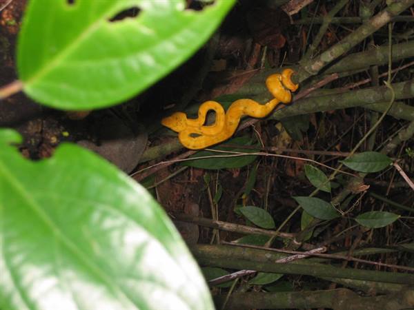 serpentello giallo 1
