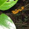 serpentello giallo 1 COSTA RICA 