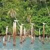uccelli nel fiume COSTA RICA 