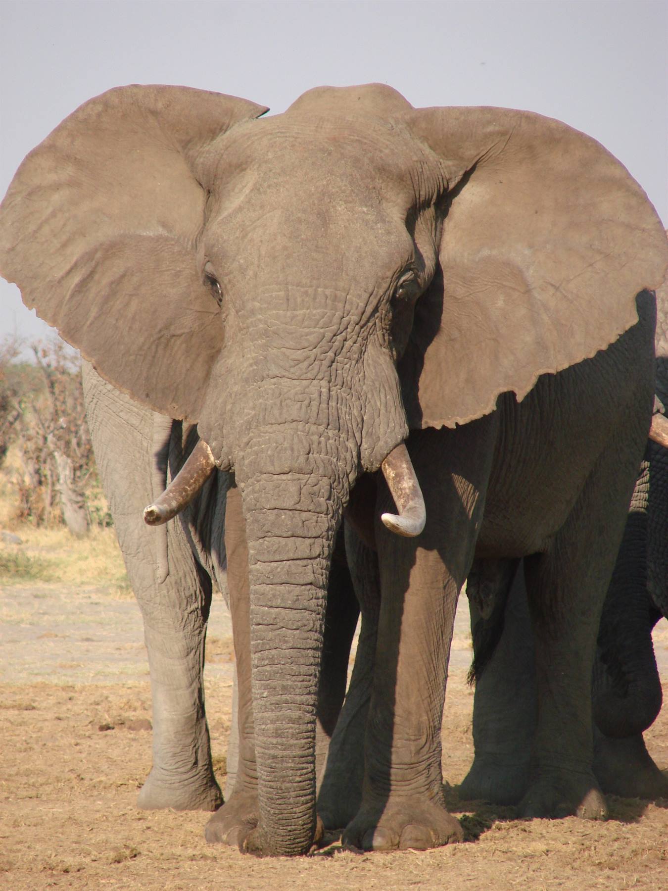 Foto di viaggio in BOTSWANA