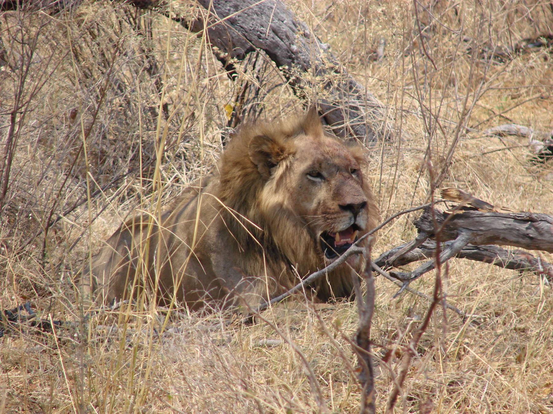 Foto di viaggio in BOTSWANA
