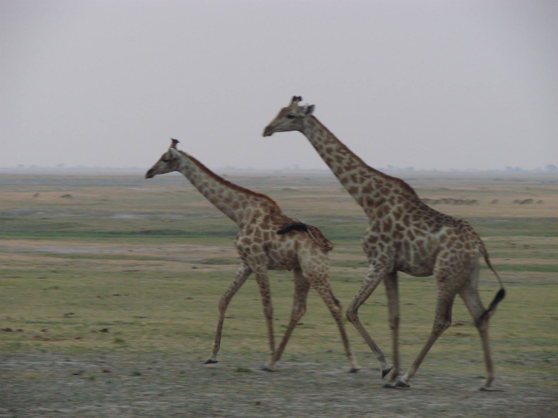 Foto di viaggio in BOTSWANA