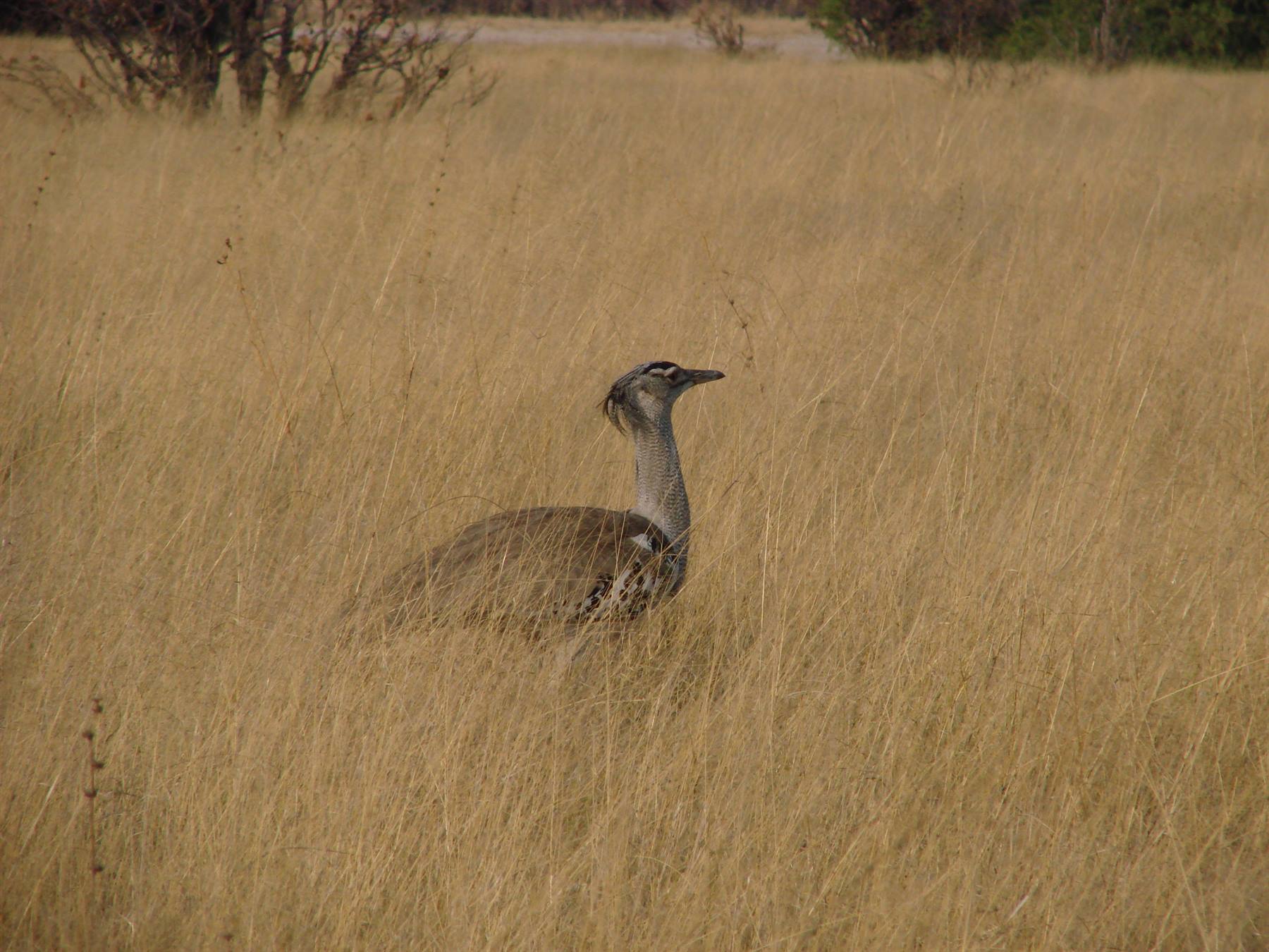 Foto di viaggio in BOTSWANA