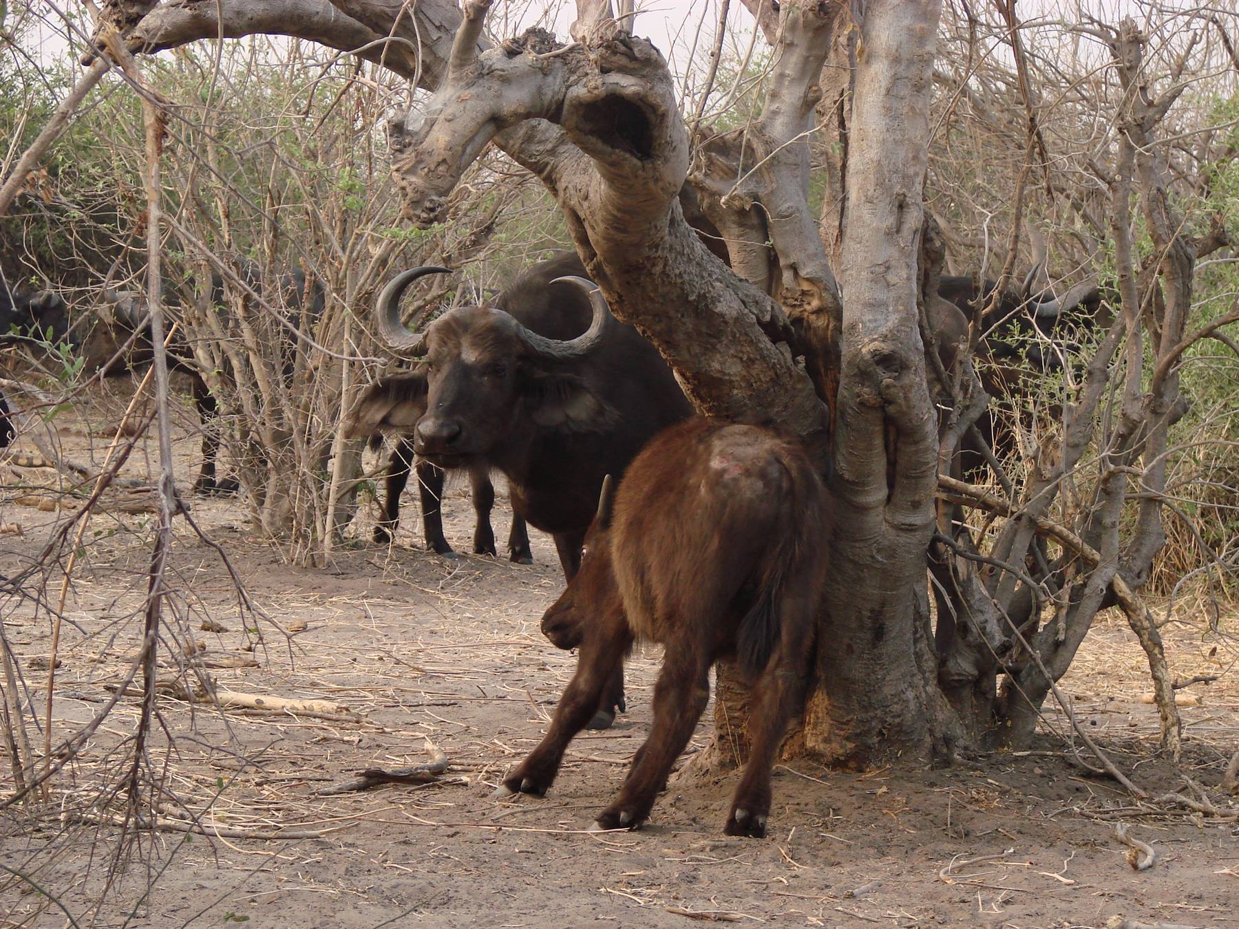 Foto di viaggio in BOTSWANA