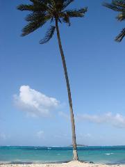 Jhonny Cay - Sardina Bay - El CEntro - San Andres Isla