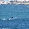 balene che giocano viste da casa nostra a Hermanus SUD AFRICA 