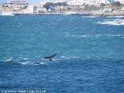 balene che giocano viste da casa nostra a Hermanus