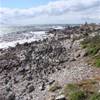 colonia di pinguini africani vicino a Stony Point SUD AFRICA 