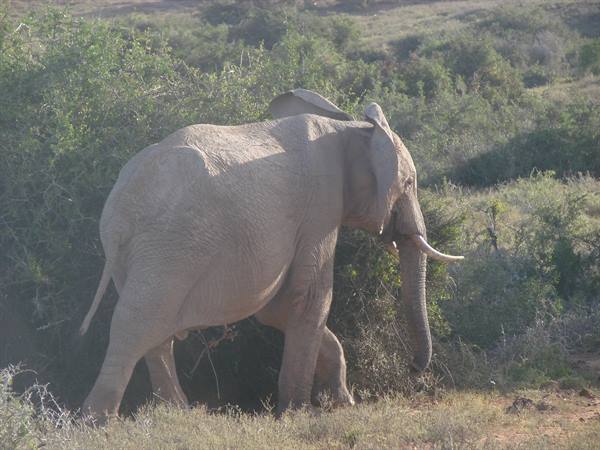 elefanti all'Addo