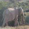 elefanti all'Addo SUD AFRICA 
