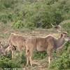 Kudu SUD AFRICA 