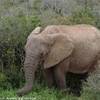  SUD AFRICA 